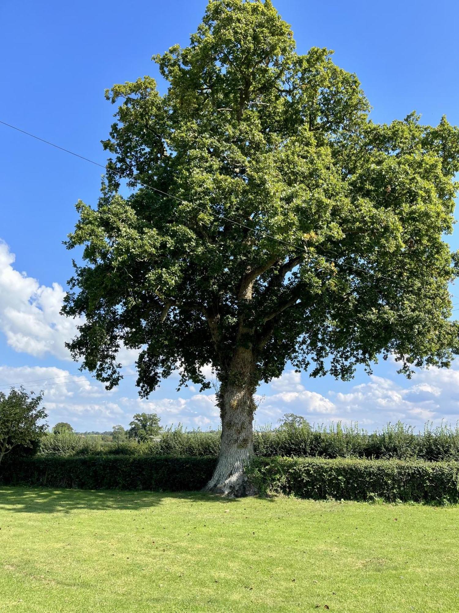 Priors Oak - A Cosy Studio With Countryside Views In Dorset Stalbridge Екстериор снимка